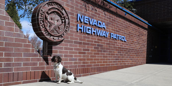 NHP K9 Mick White hound with black patches